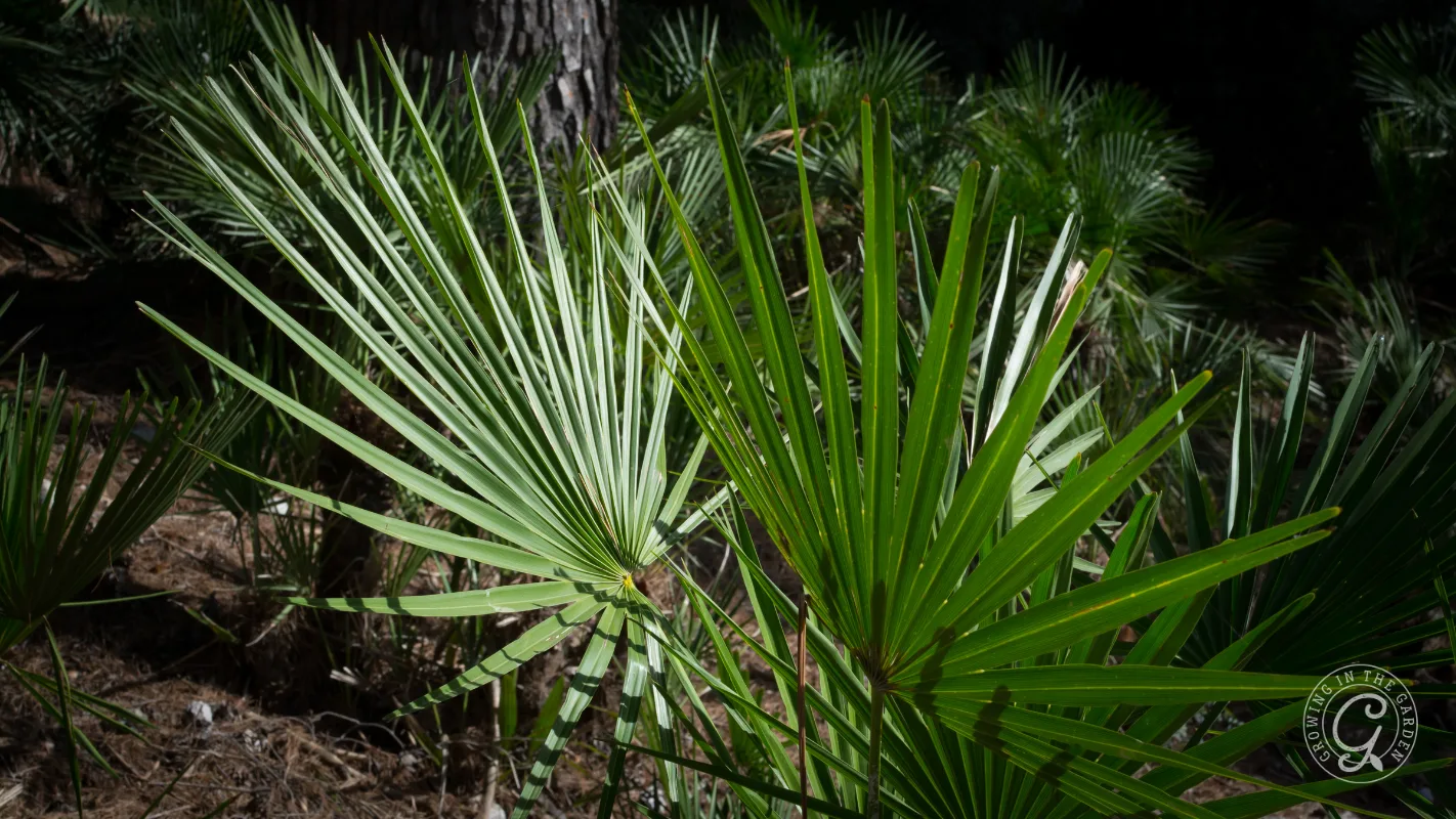 Green fan-shaped palm leaves in sunlight, with a tree trunk and more Mediterranean fan palm plants in the background.