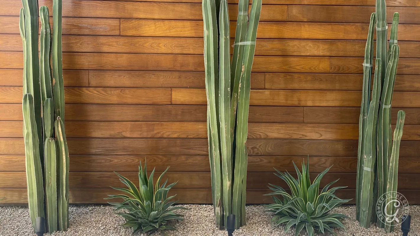 Tall cacti and small agave plants in gravel, with a wooden plank wall in the background.