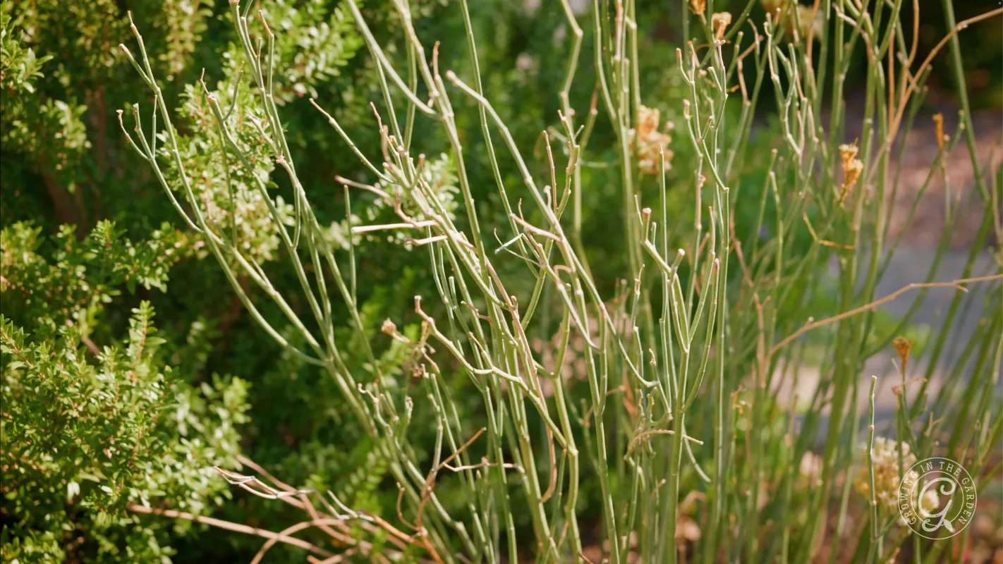 Green, thin, leafless stems and small bushes outdoors in sunlight with dense greenery in the background.