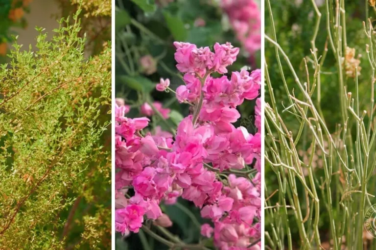Native Landscape Plants for Arizona and the Desert Southwest featured image