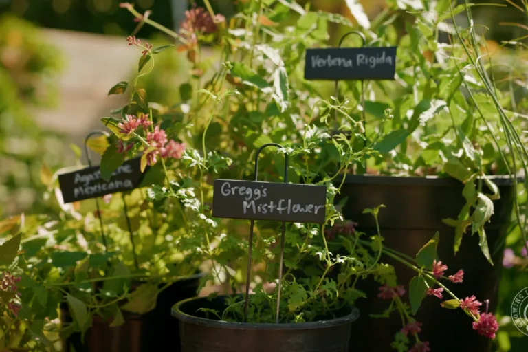 Native Landscape Plants for Arizona and the Desert Southwest featured image