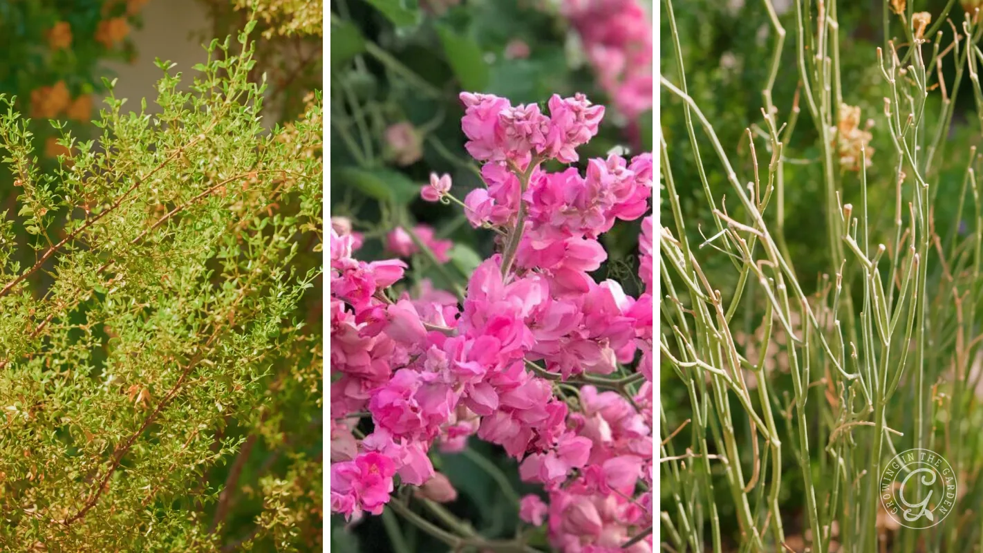 Three panels: leafy green shrub, vibrant pink flowers, and thin green stems against a blurred background.