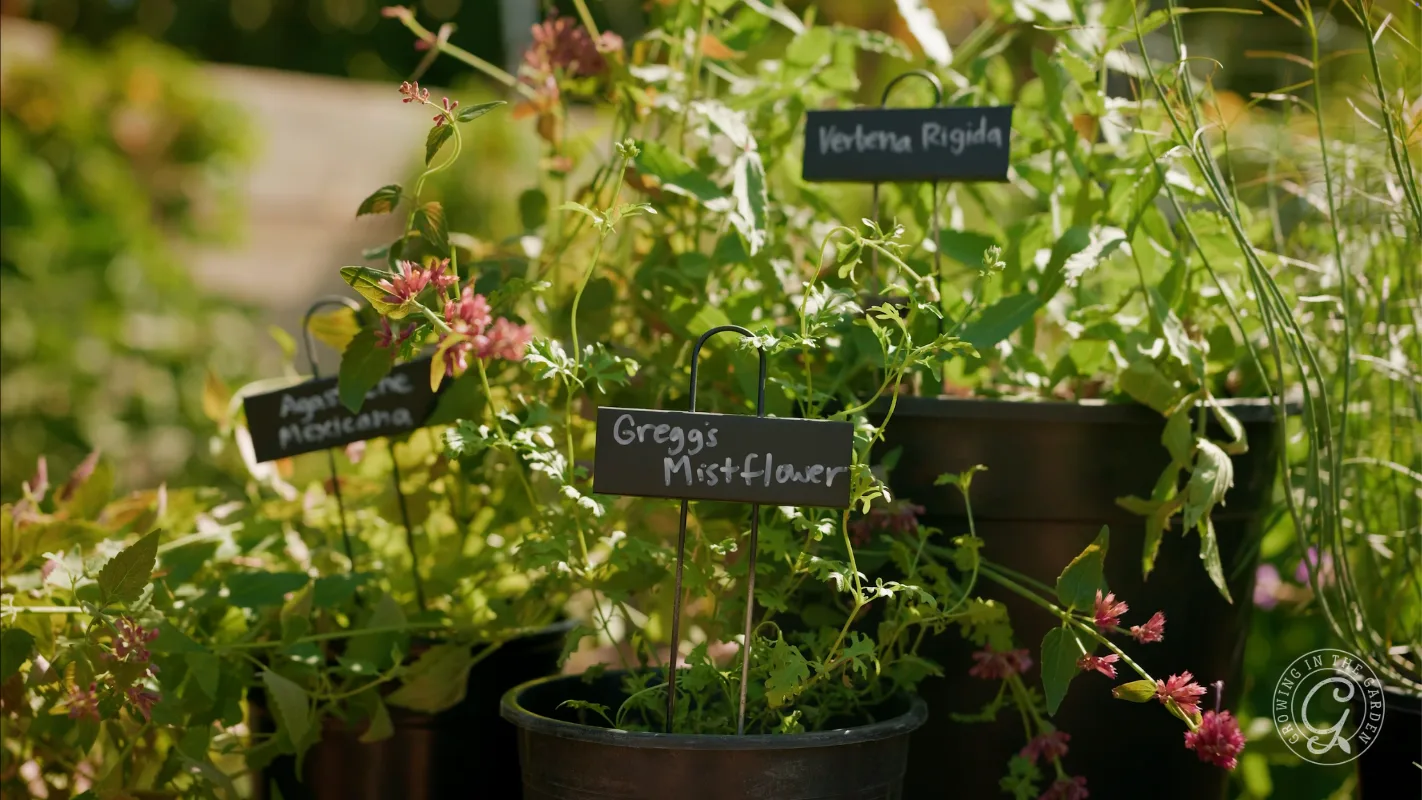 Potted plants with black labels reading Greggs Mistflower, Verbena Rigida, and Anise Hyssop.