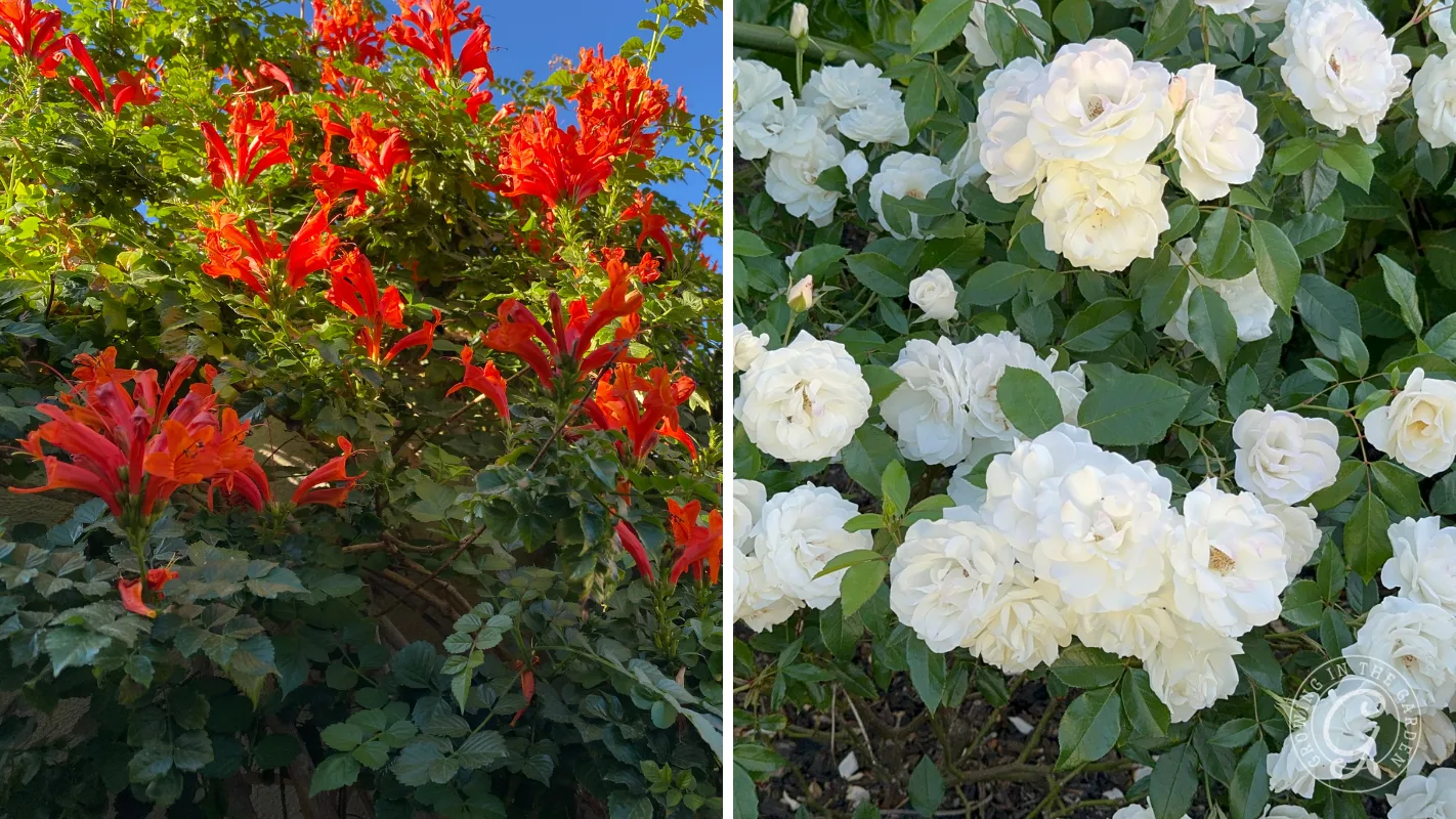 Split image: red trumpet-shaped cape honeysuckle flowers with green leaves on left; white roses with green leaves on right.