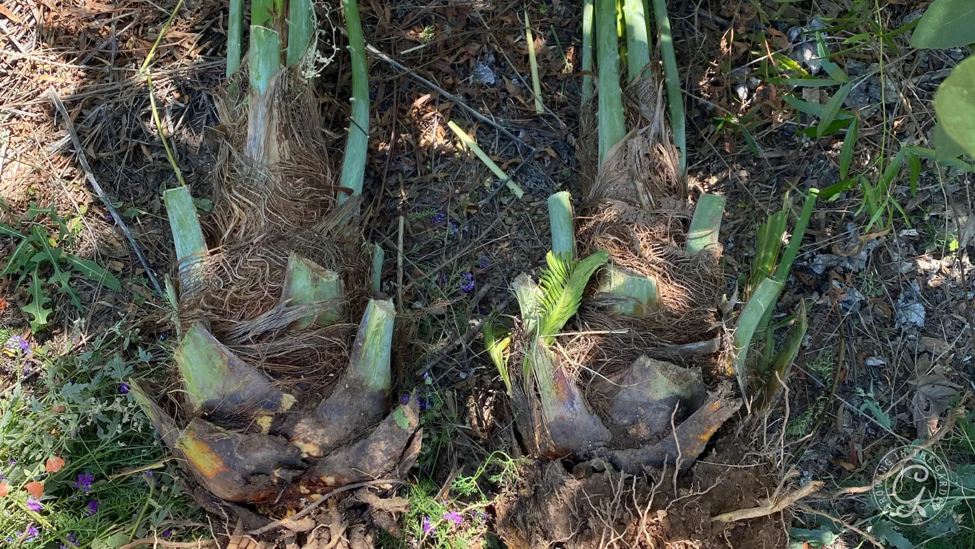 Two freshly dug palm tree roots with green shoots lying on the ground among soil and small plants.