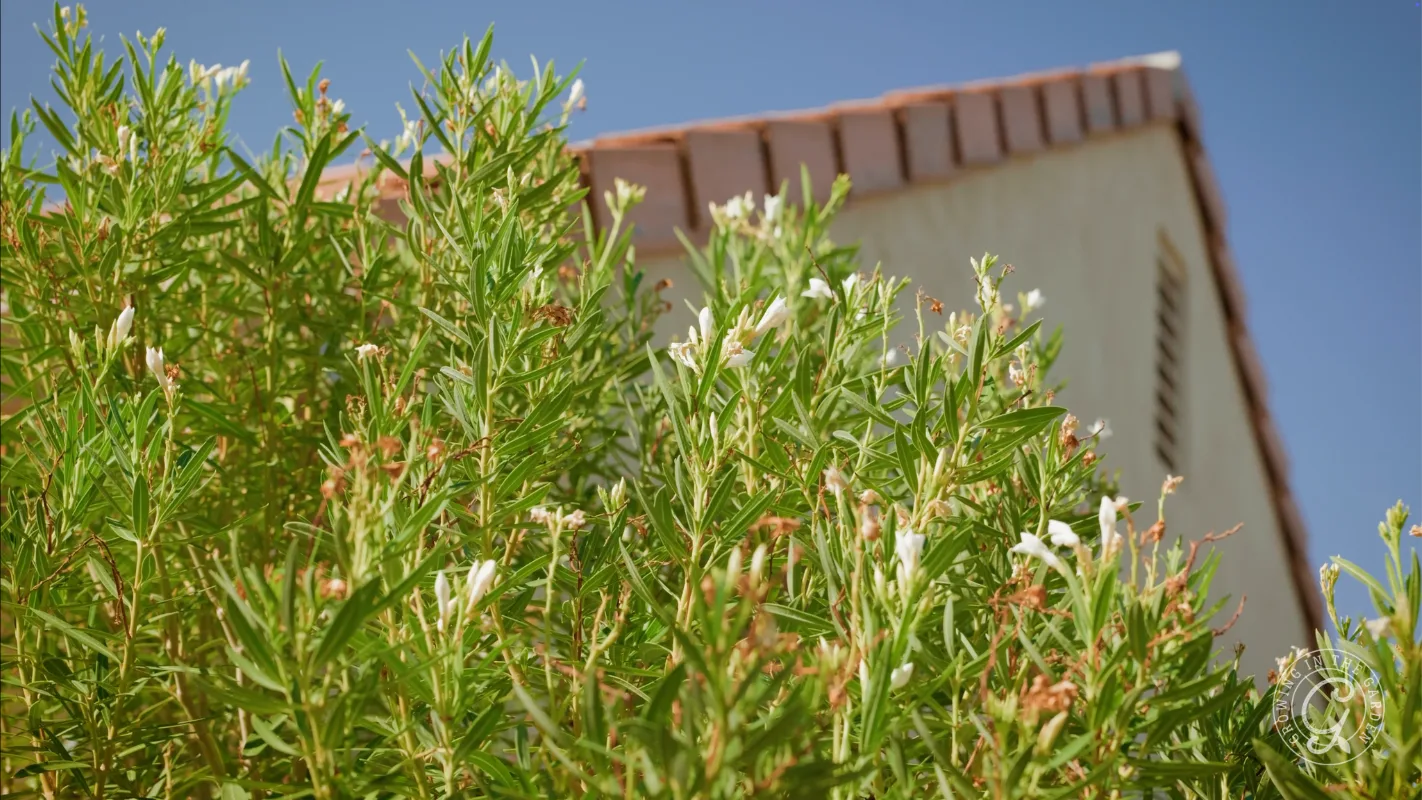 Green shrub with small white flowers in front of a beige building with a red-tiled roof against blue sky.