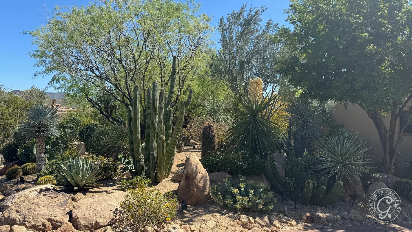 Desert garden with various cacti, agave, rocks, and trees under a clear blue sky.