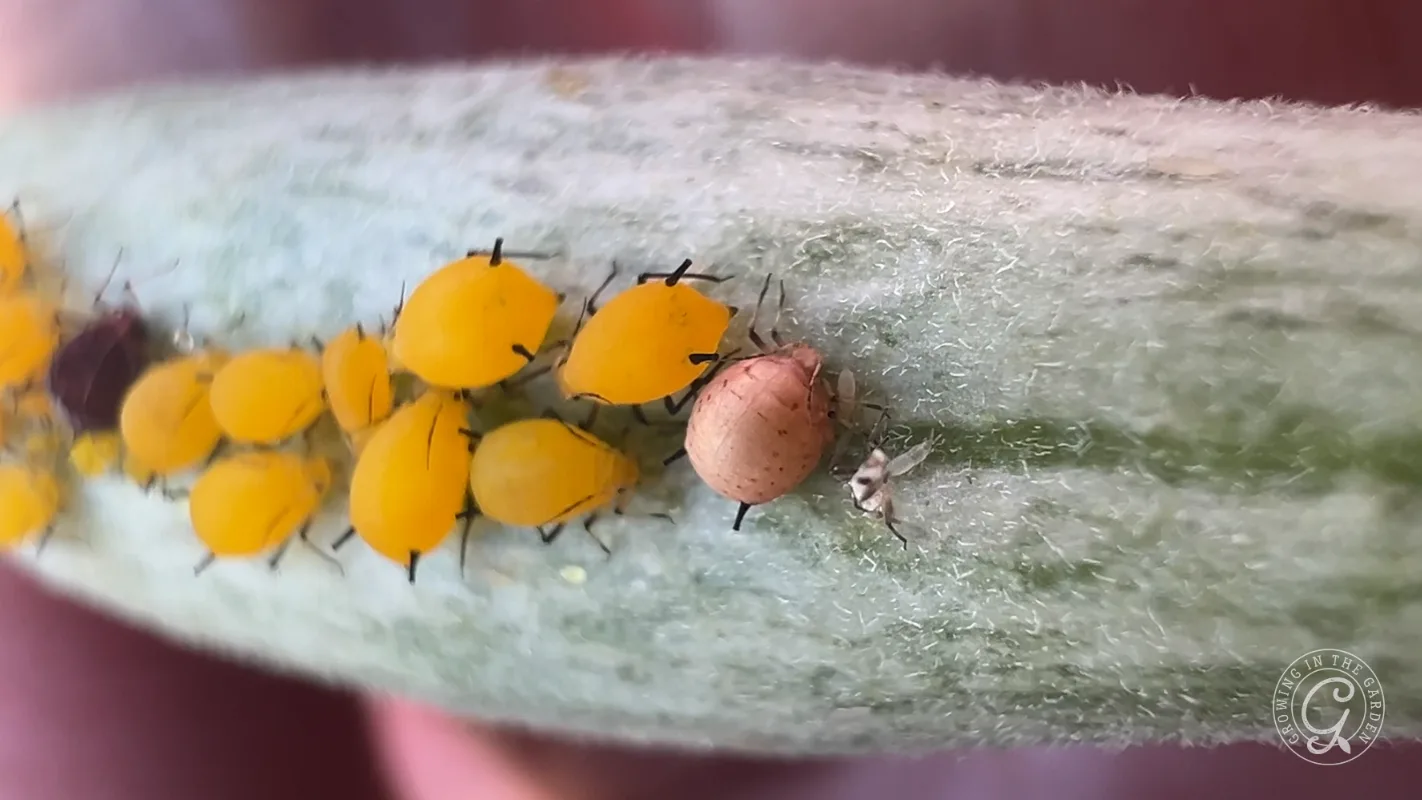 Several yellow aphids and one brown aphid cling to a fuzzy pale green plant stem.