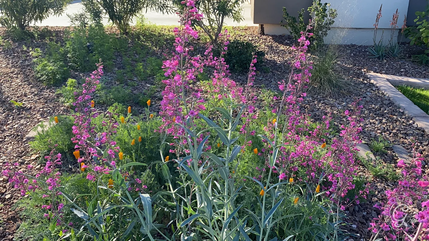 A garden bed with tall pink and orange wildflowers, green leafy plants, and a mulch ground cover.