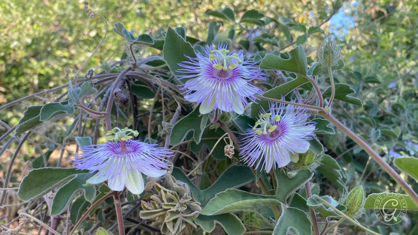 Three purple passion flowers with spiky petals and green leaves in a garden setting.