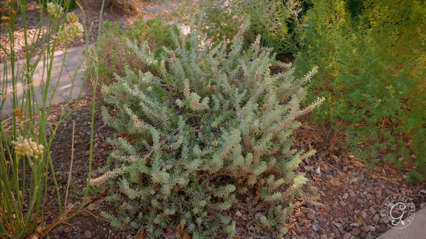 Bushy gray-green shrub with small leaves, growing in rocky soil with other plants in the background.