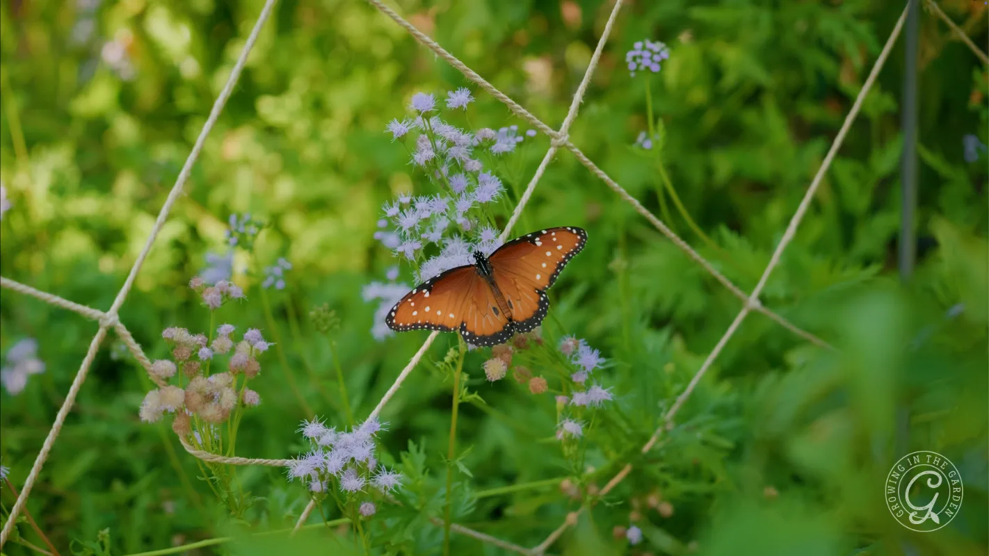 Orange butterfly perched on small purple wildflowers, surrounded by green foliage and blurred background.
