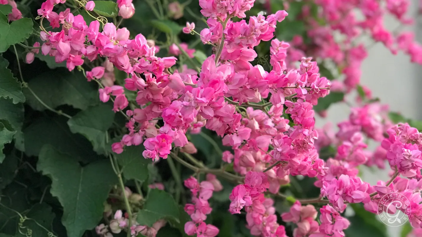 Clusters of bright pink flowers with green leaves in the background.