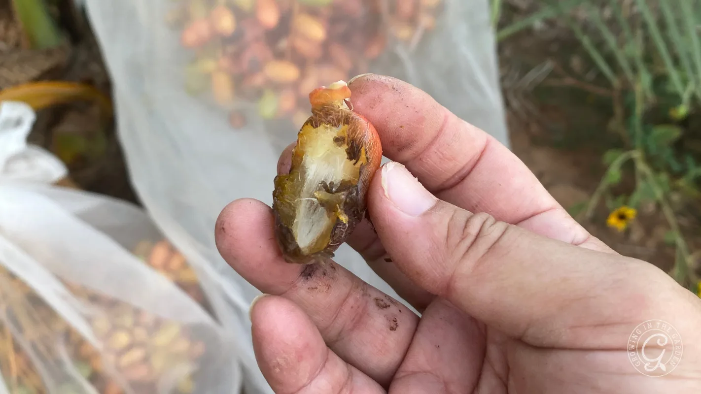 A hand holding a partially peeled date fruit, with more dates and netting visible in the background.