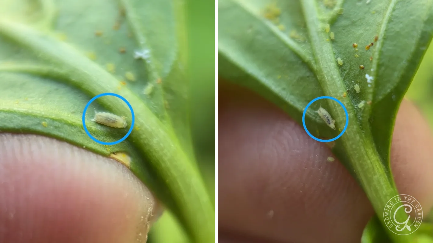 A recently hatched hoverfly larva on a leaf