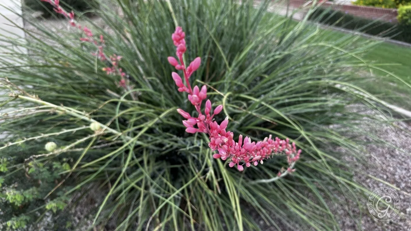 Pink flower stalks with small blossoms surrounded by long, thin green leaves in a garden setting.