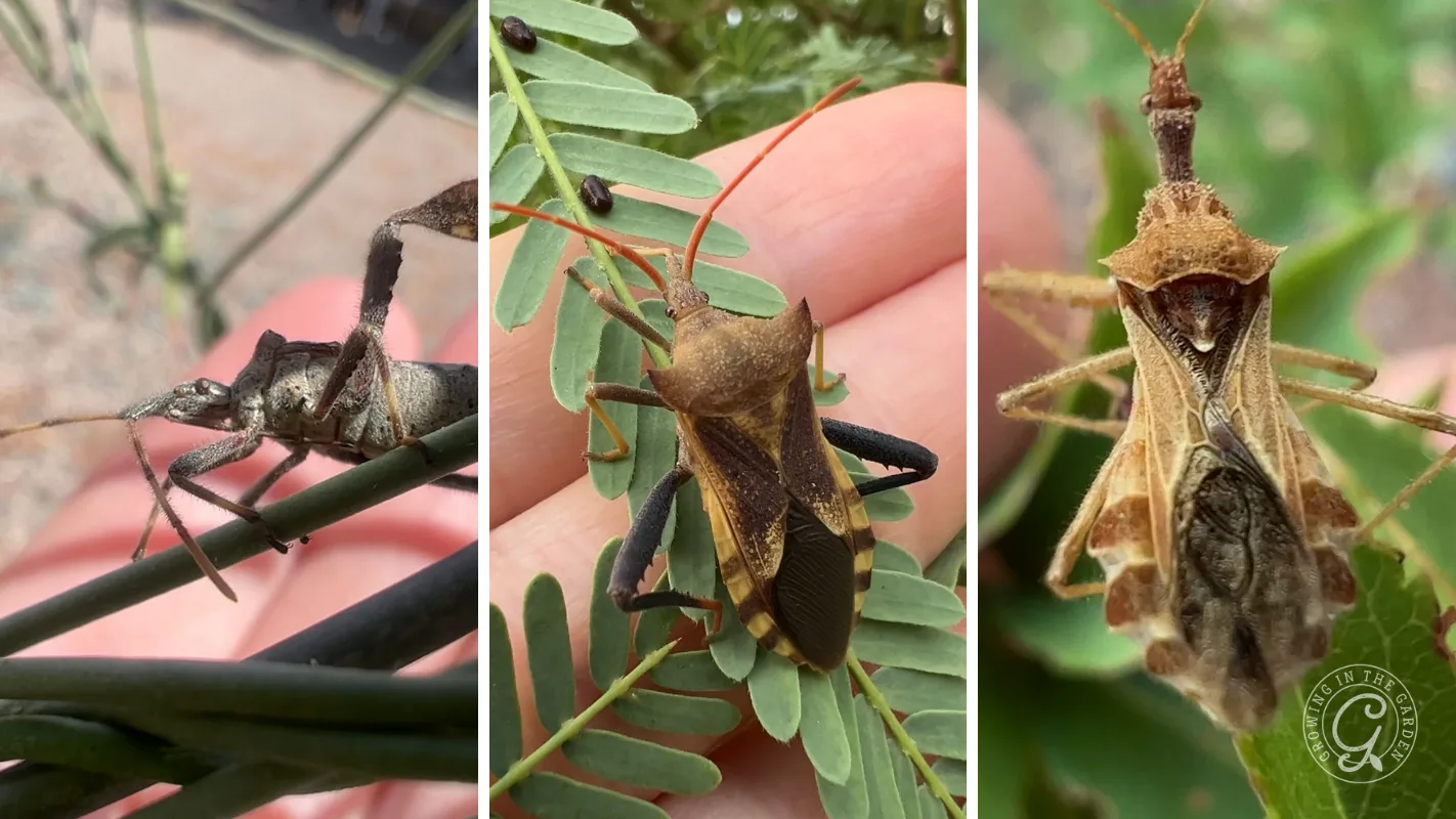 Three close-up photos show brownish leaf-footed bugs with long legs and antennae on green plants and a hand.