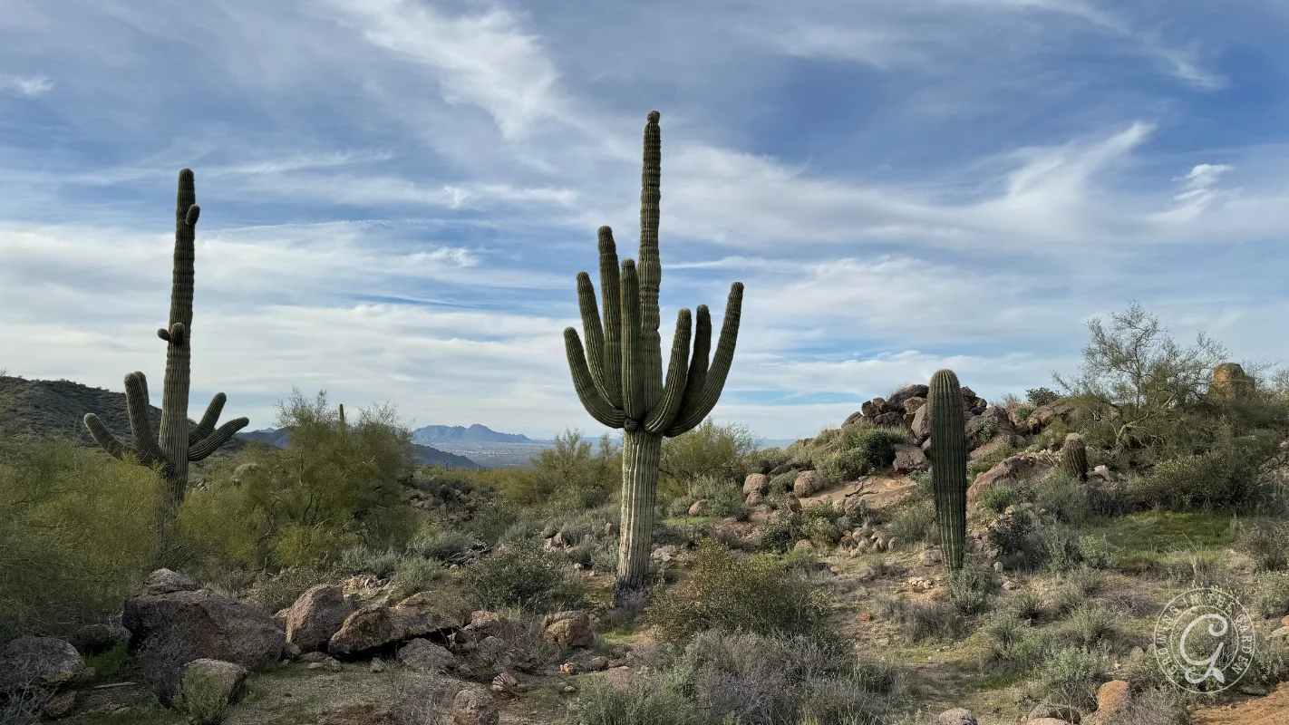 Three tall cacti stand among rocks and shrubs in a desert landscape under a partly cloudy sky.