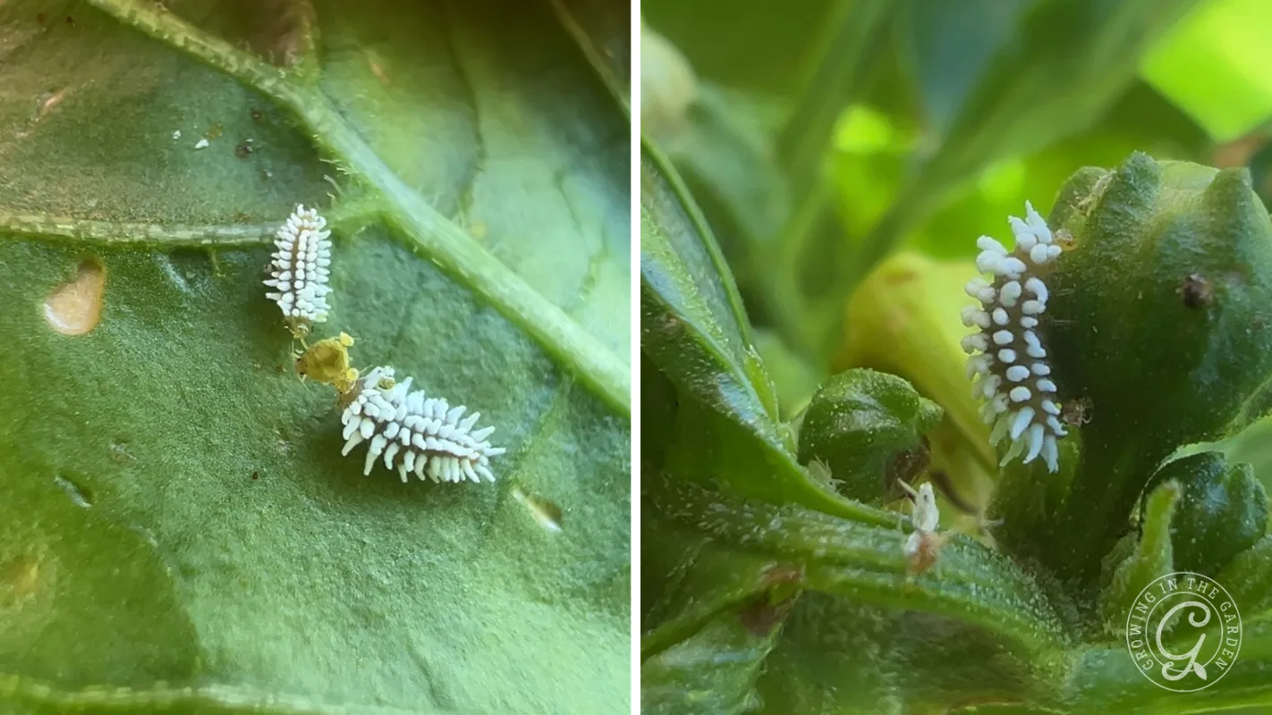 Close-up of tiny white, spiky insect larvae on green leaves, seen from different angles.