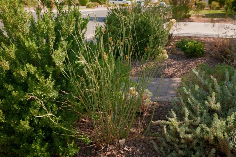 Best Plants for Reflected Heat in Arizona featured image