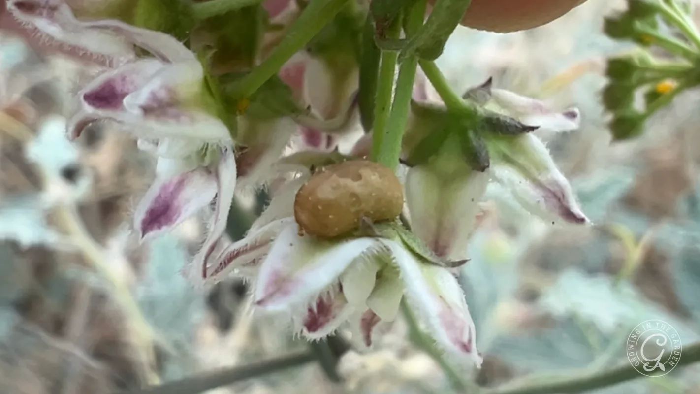 Close-up of a small brown hoverfly pupa on a white and purple flower, with green stems in the background.