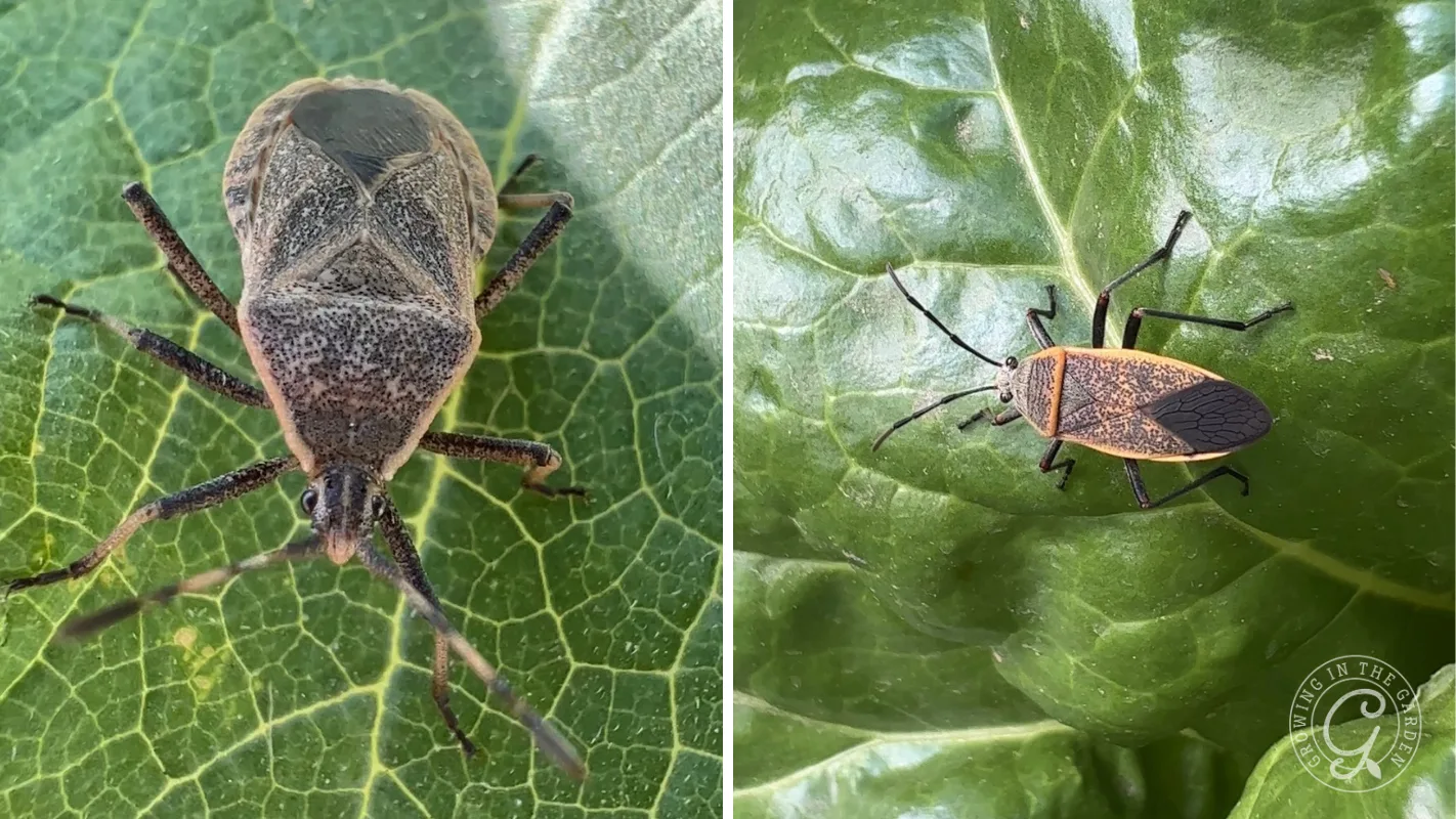Two different brown and black bugs on green leaves, shown in close-up side-by-side.