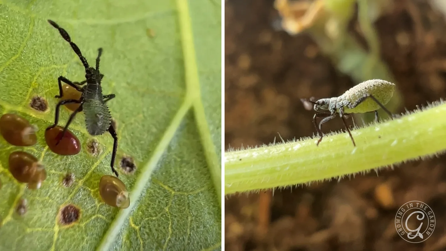 Close-up of two different insects: one on a green leaf with eggs, one walking on a plant stem.