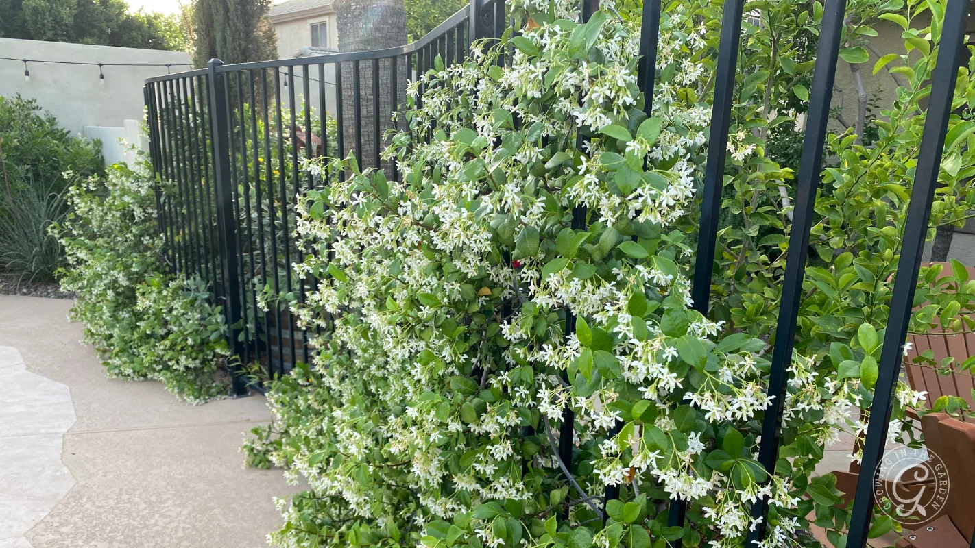 White jasmine flowers grow densely on a black metal fence beside a paved walkway and greenery.