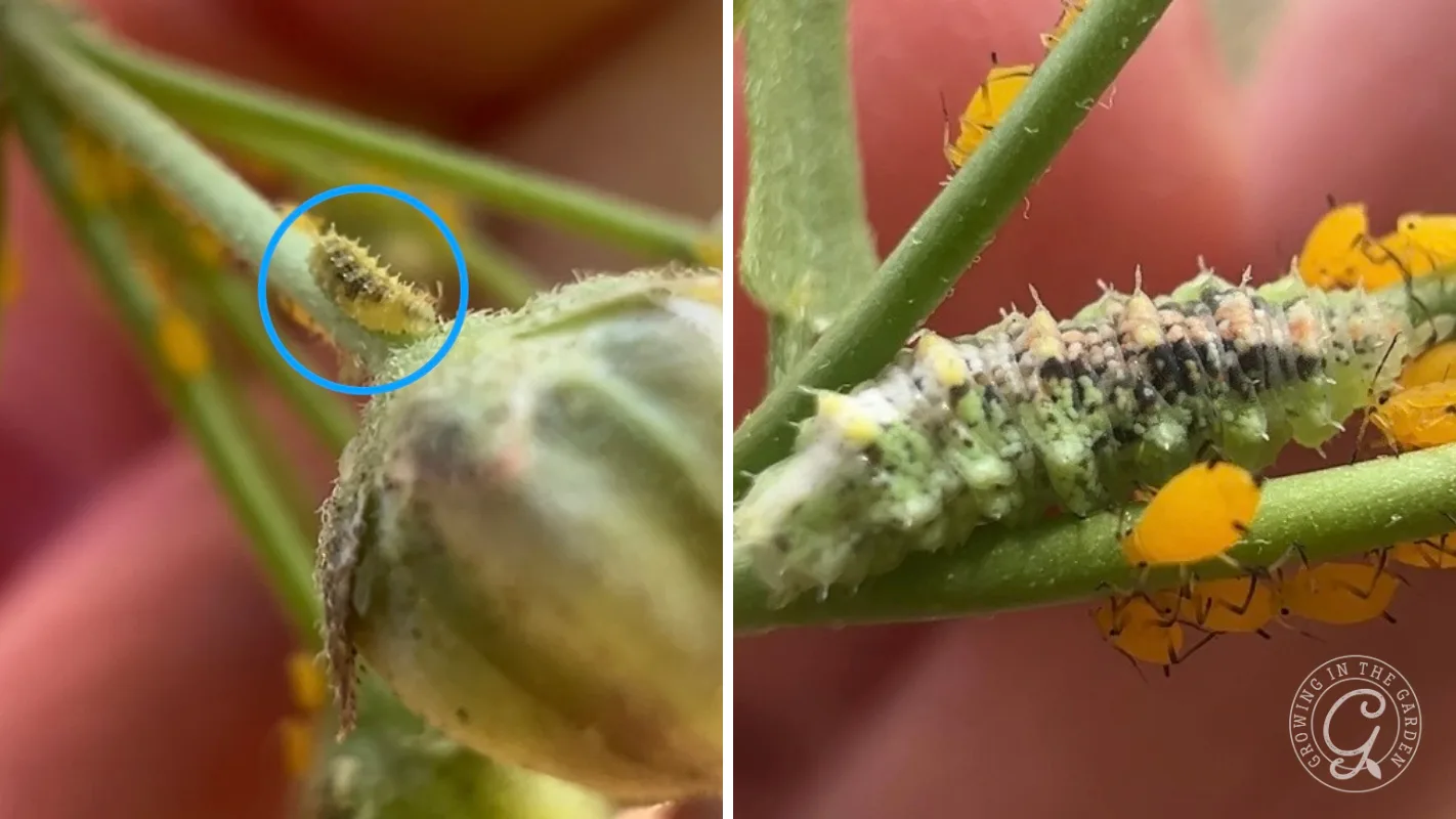 Close-up of a hoverfly larva camouflaged eating yellow aphids on a green plant stem.