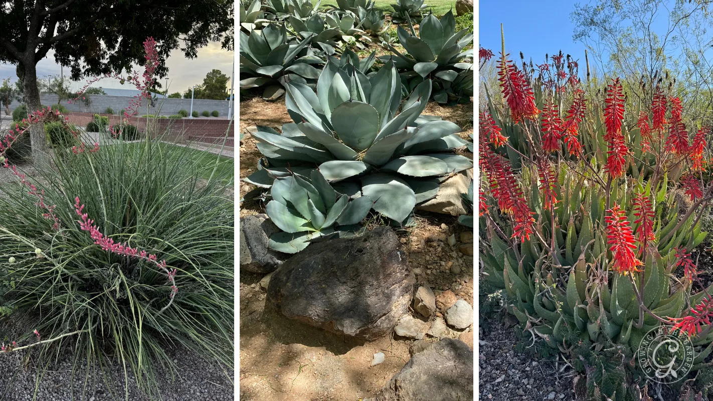 Three desert plants: pink-flowered yucca, agave rosettes, and red-flowered aloe in outdoor settings.