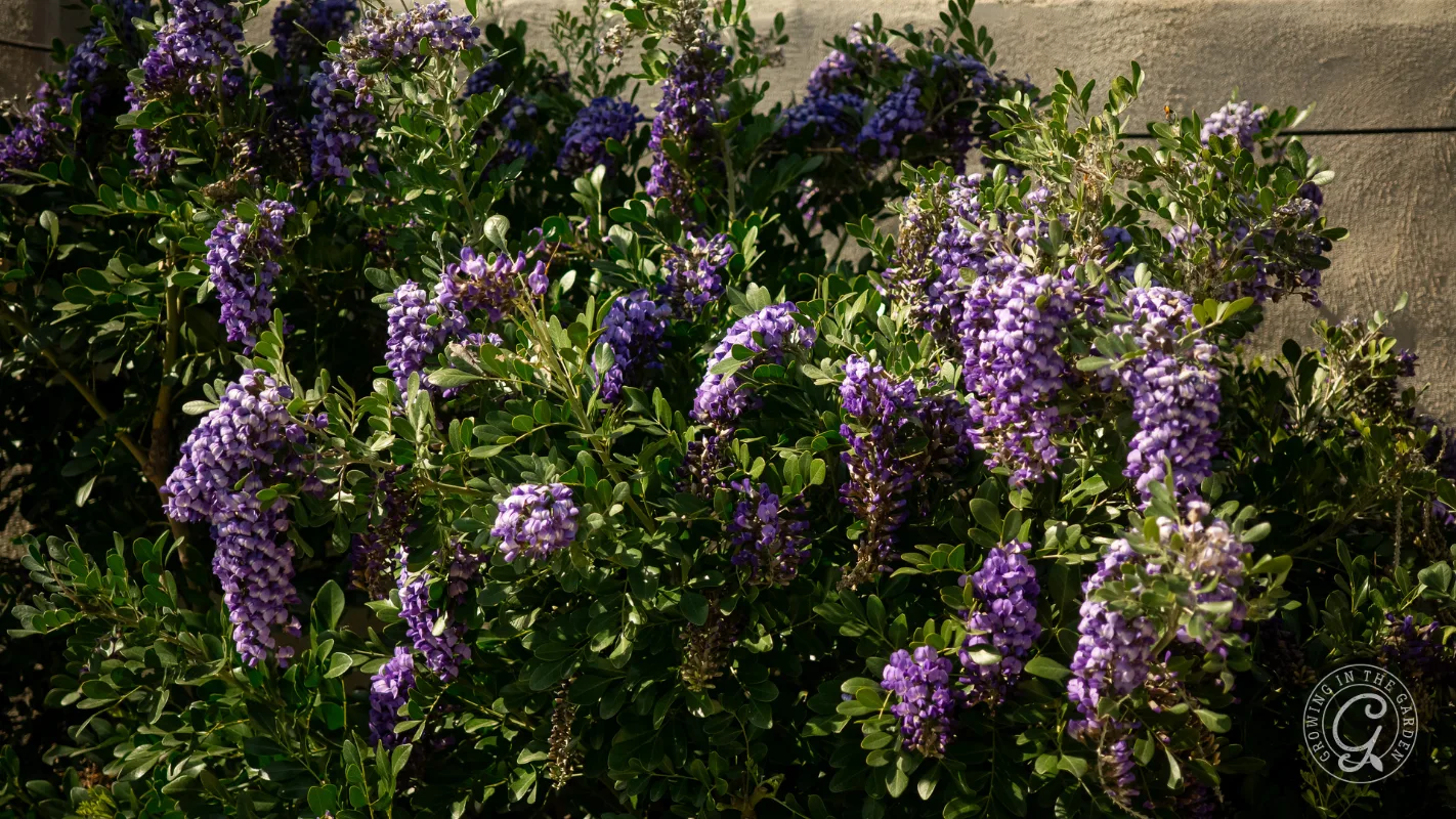 Dense green bushes with clusters of purple flowers bloom in sunlight against a gray wall.