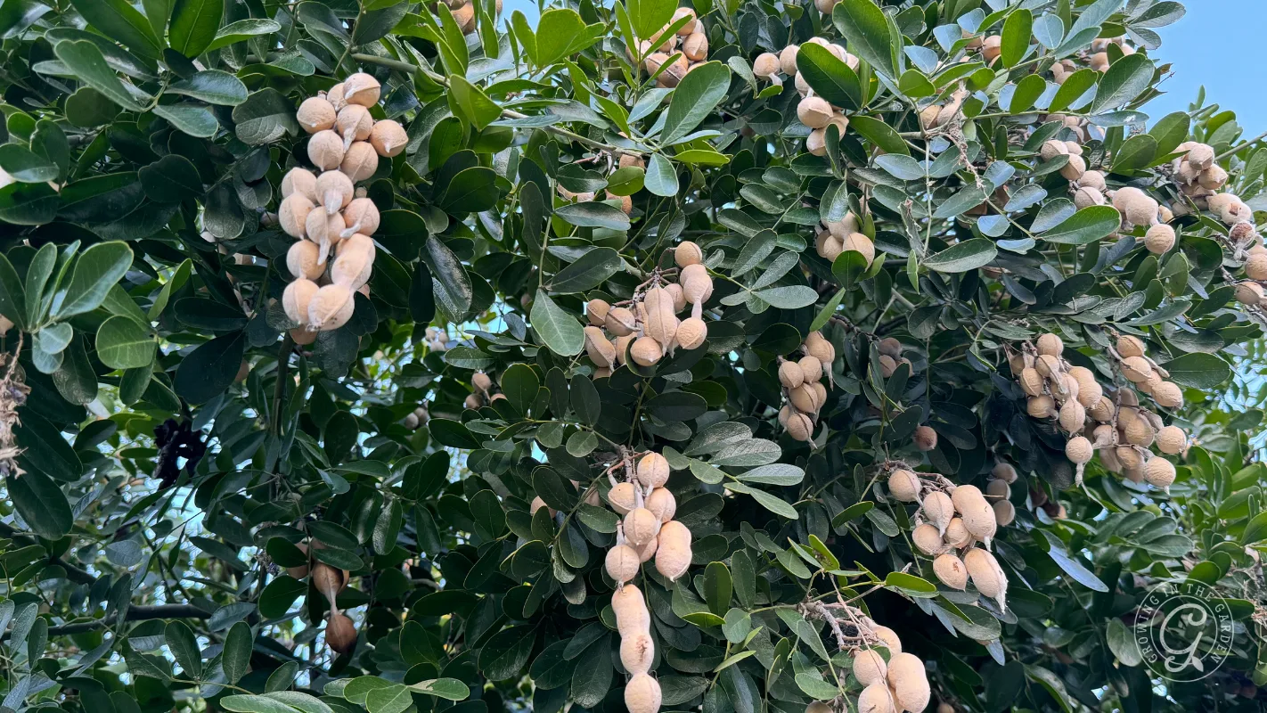 Clusters of tan, oval fruits hang from a leafy green tree against a clear blue sky.