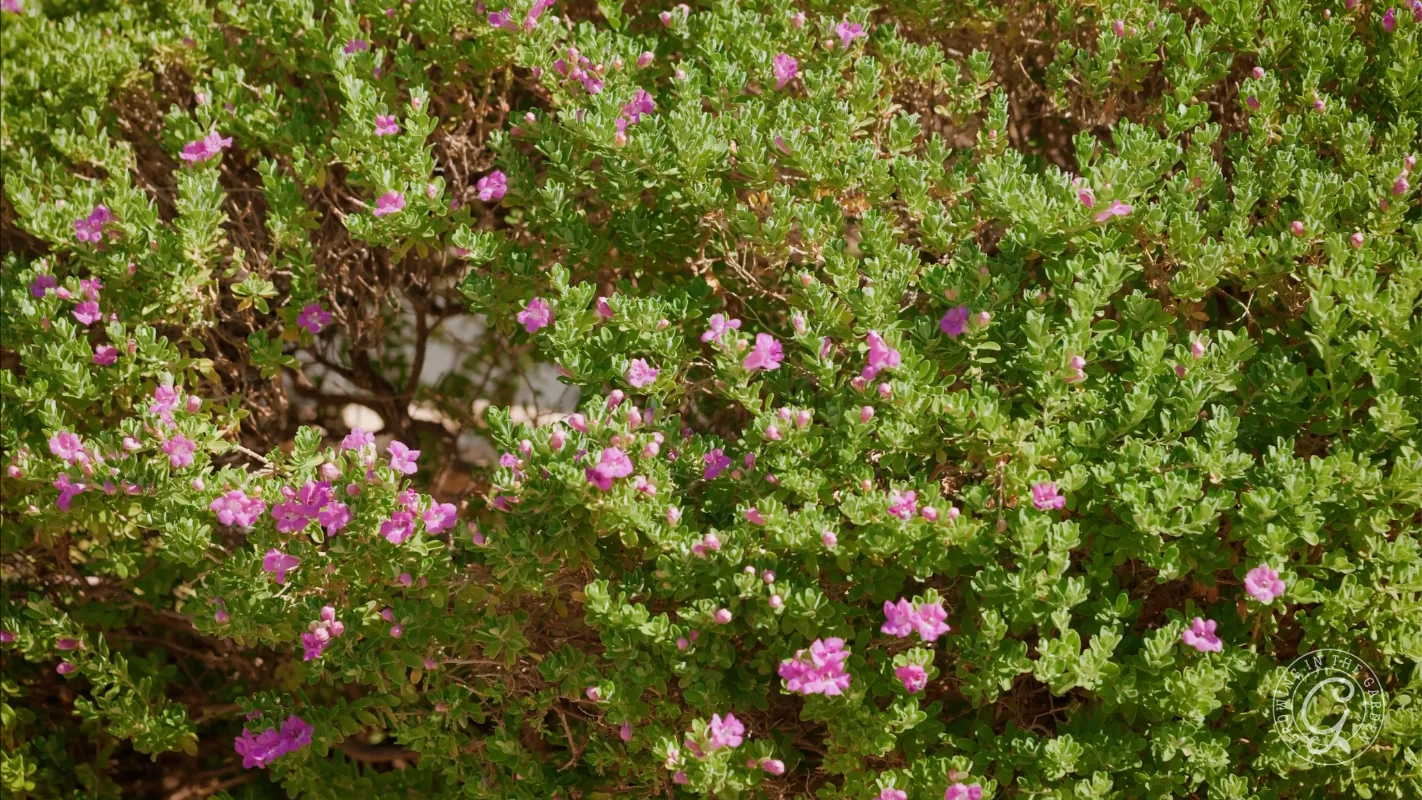 Dense green shrub with small bright pink flowers blooming among the leaves.