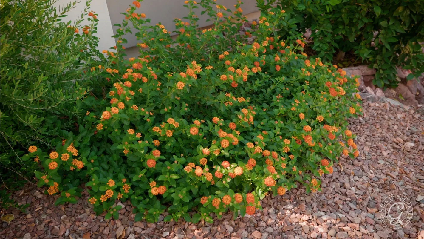 A lantana bush with small orange flowers grows beside a beige wall, surrounded by rocks and green plants.