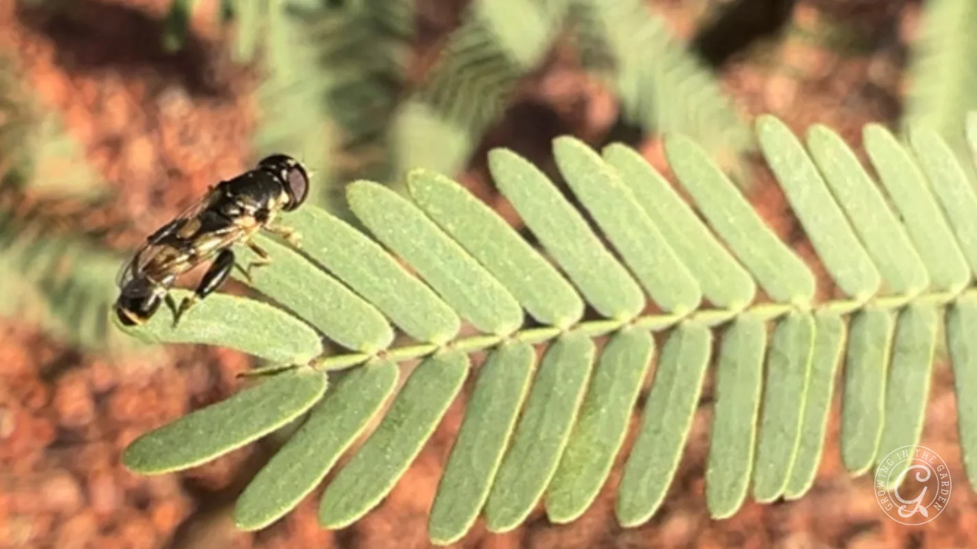 Close-up of a thick-legged hoverfly (Syritta pipiens) perched on a green fern leaf with a blurred background.