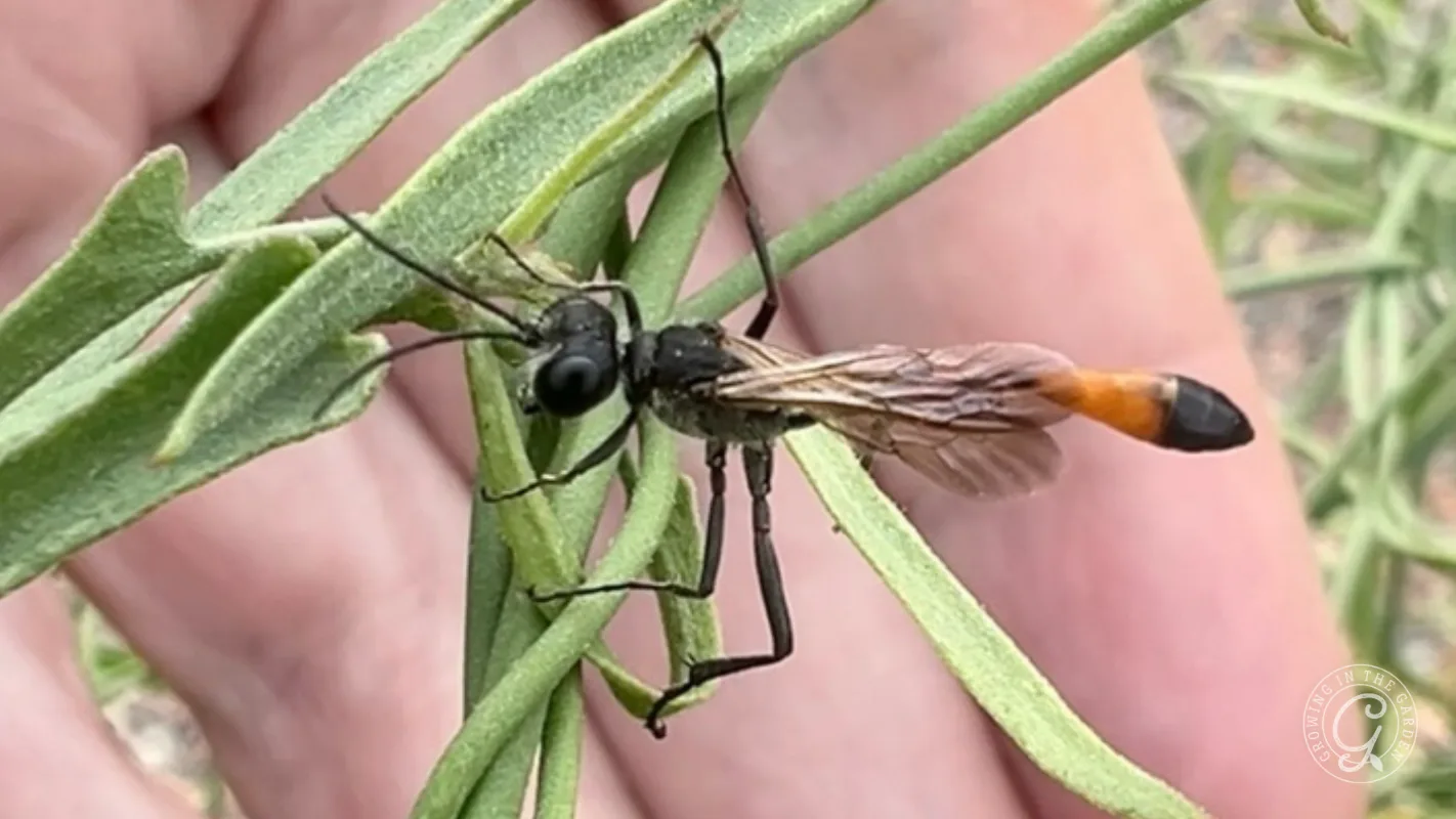 A thread-waisted wasp (Ammophila procera) clings to a green plant, held gently by a persons hand.