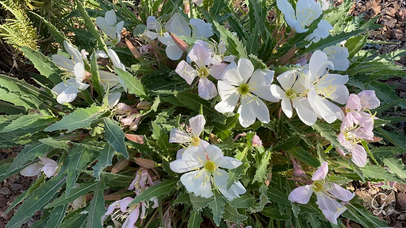 White and pale pink flowers bloom among green leaves set against a background of brown soil and stones.