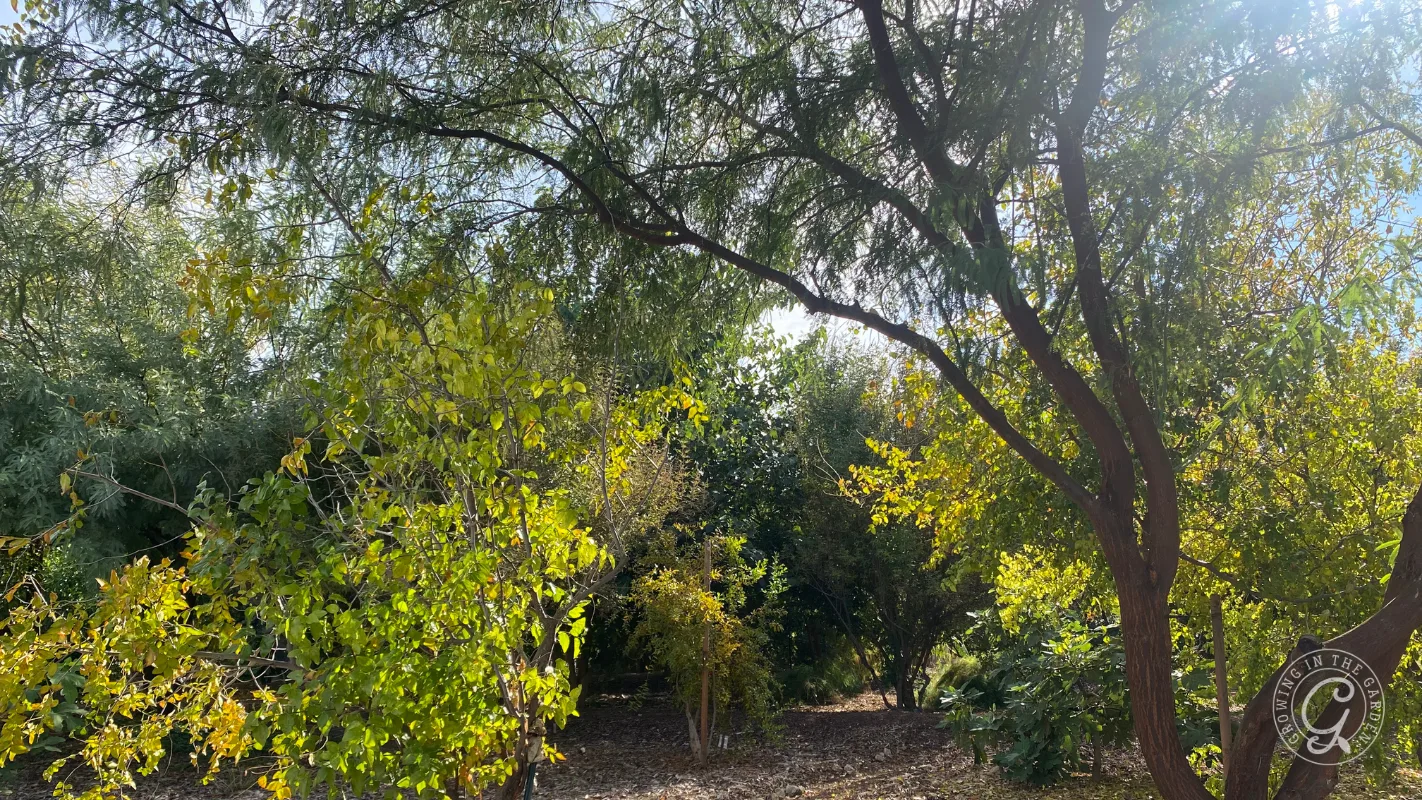 Trees with green and yellow leaves in sunlight, casting shadows on a natural forest floor.