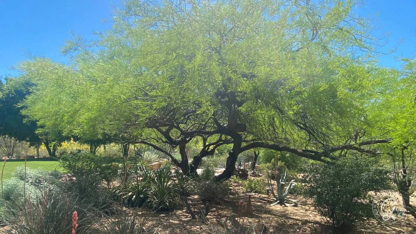 Large leafy tree with twisted branches in a sunny desert garden, surrounded by various plants and cacti.