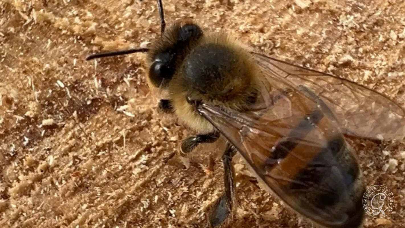 Close-up of a western honey bee (Apis mellifera) with clear wings resting on a textured brown surface.