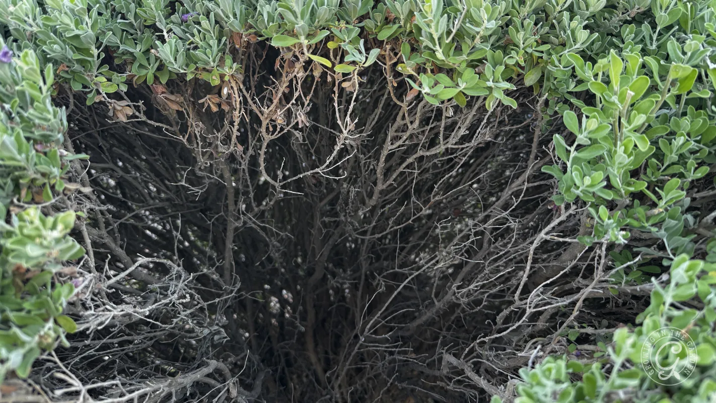Interior of a sheared desert shrub showing bare dead branches with green growth only on the outer shell