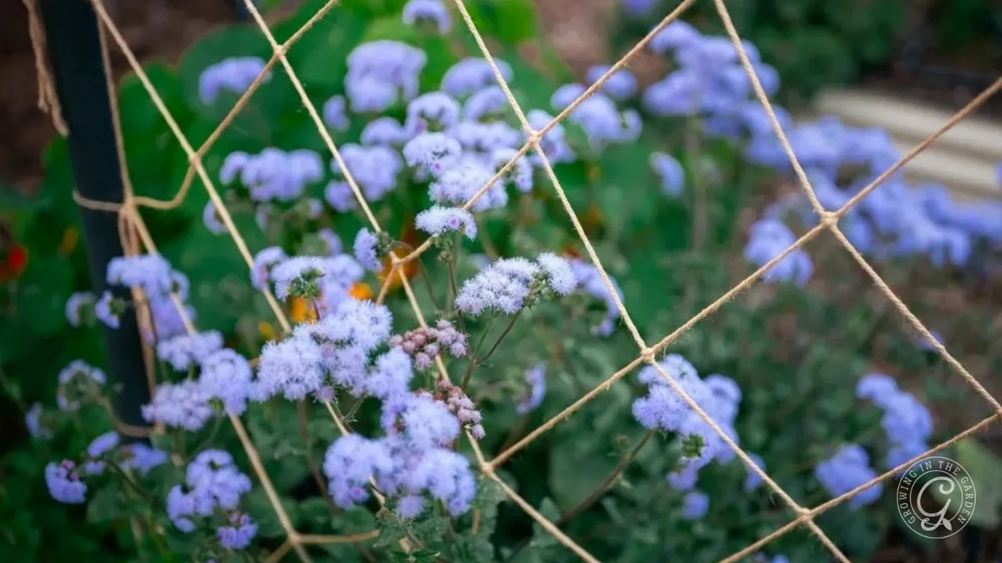 Light purple flowers growing behind a crisscrossed string trellis in a garden.