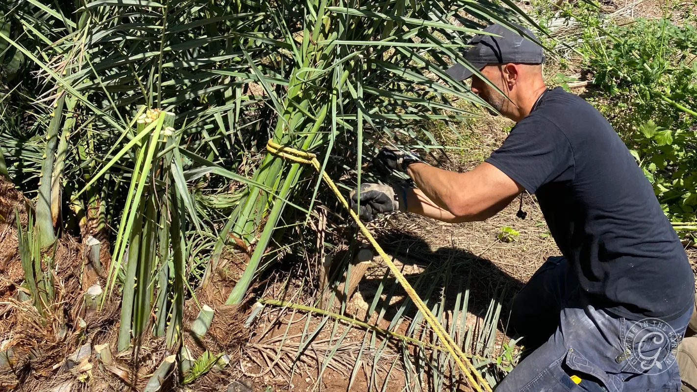 Person in black shirt and cap ties palm fronds with rope outdoors on a sunny day.