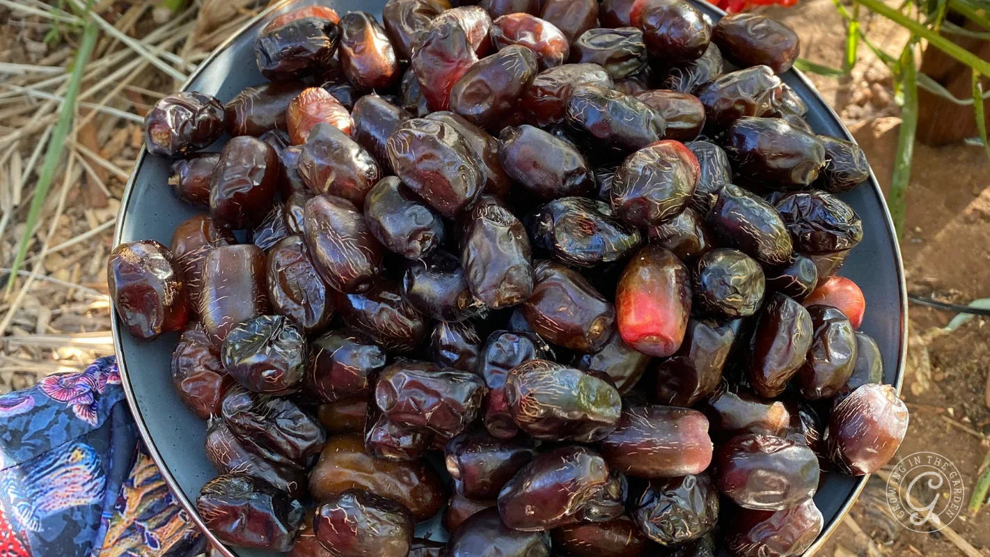 A black plate filled with fresh dates, some brown and some partially red, held outdoors near plants.