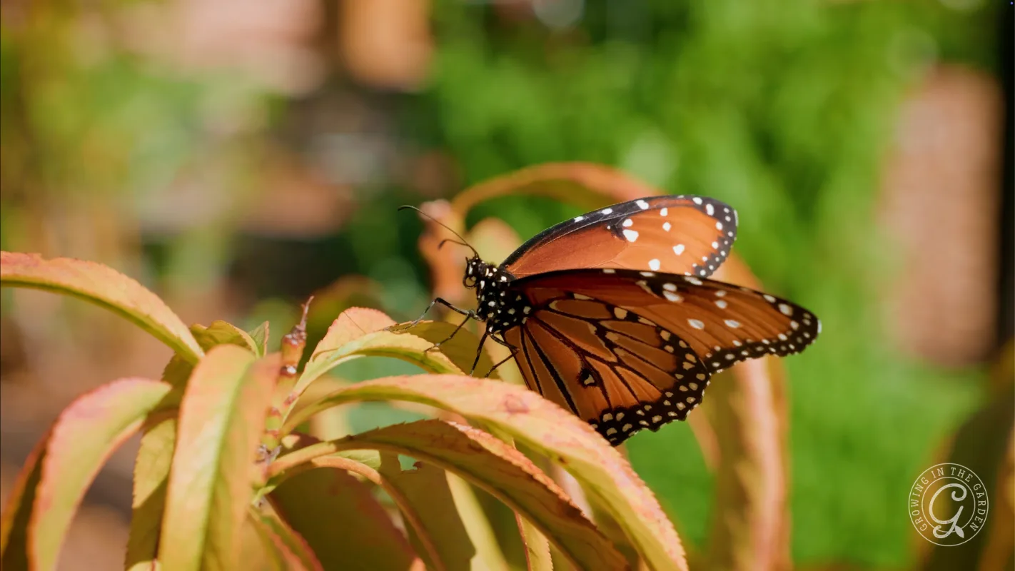 A monarch butterfly rests on yellow-green leaves with a blurred green background.