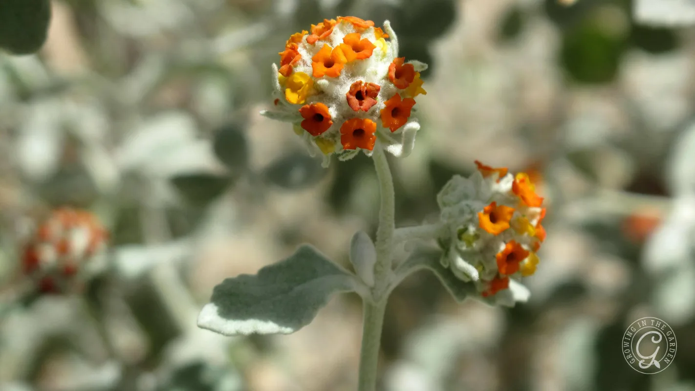Close-up of small woolly butterfly bush orange and yellow flowers on a pale green stem with fuzzy leaves, blurry background.