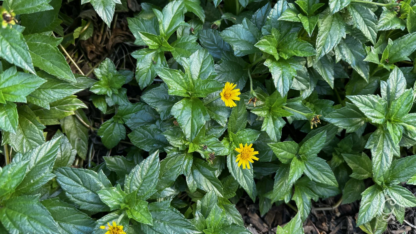 Green leafy plants with a few small yellow flowers blooming among the foliage.