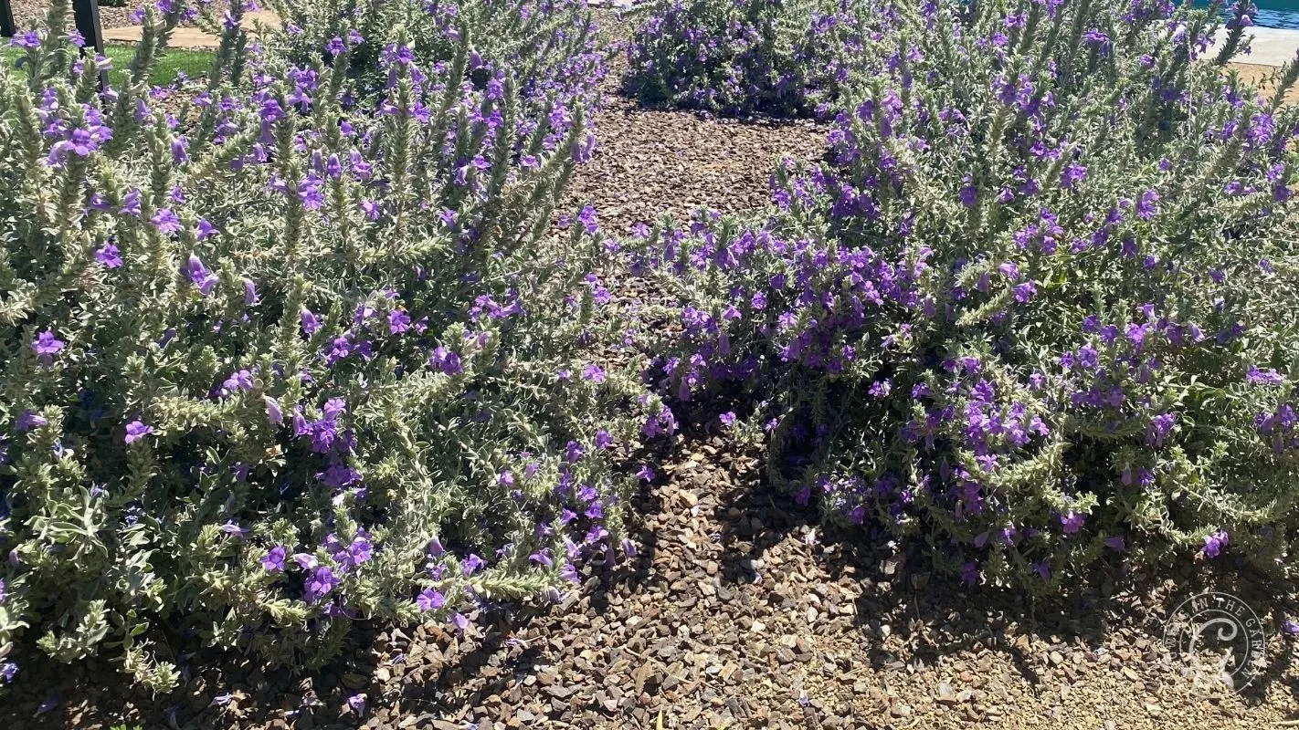 Bushes with small purple flowers grow on rocky ground under bright sunlight.