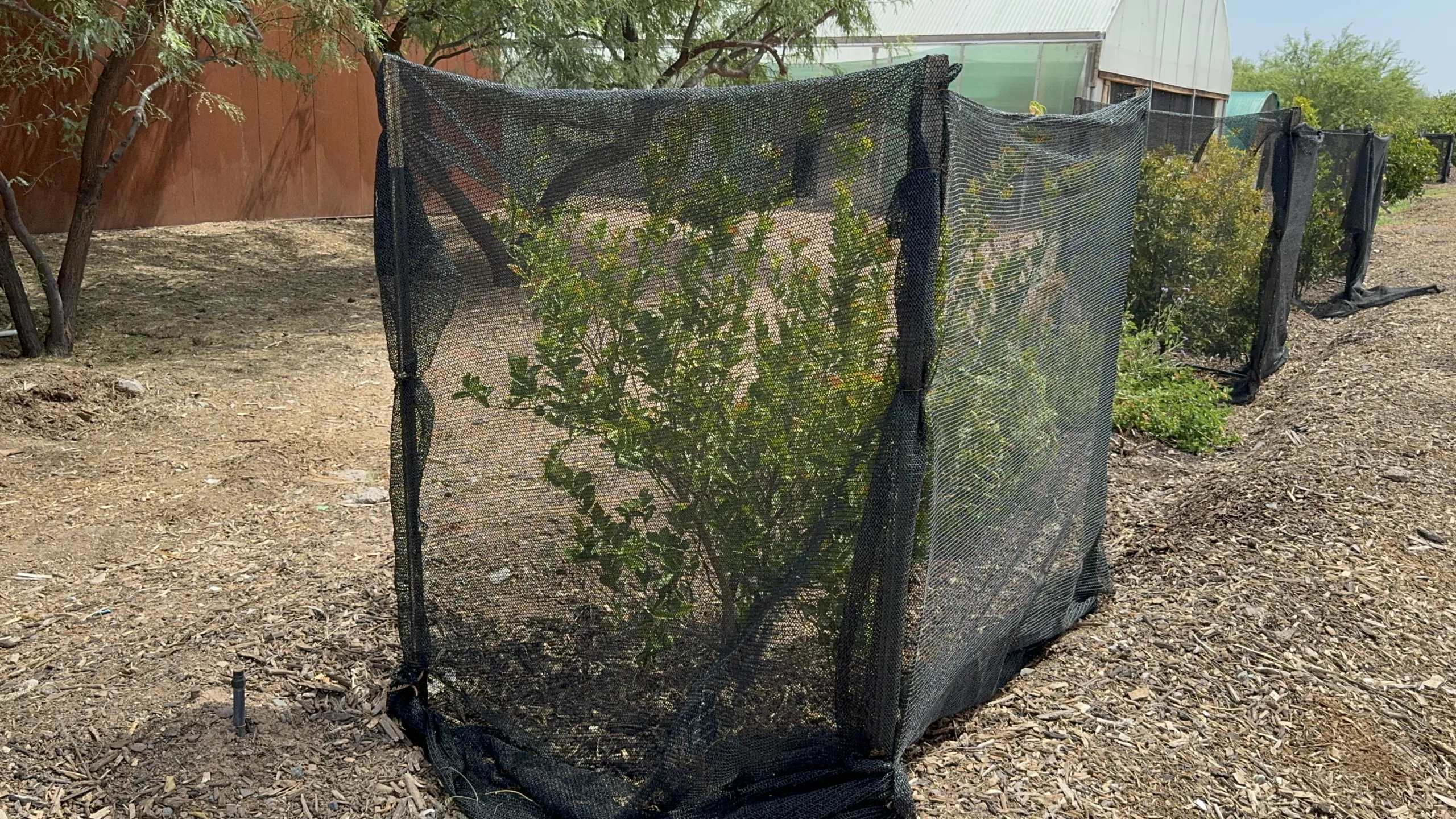 A bush surrounded by black mesh netting stands beside a woodchip path, with trees and buildings nearby.
