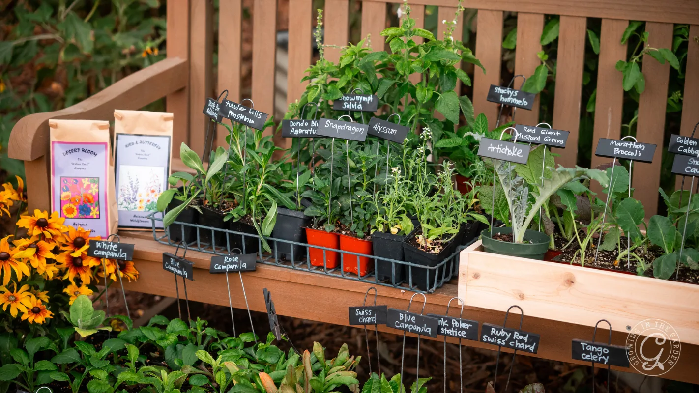 Assorted herb and flower seedlings in pots and labeled trays displayed on a wooden bench in a garden.